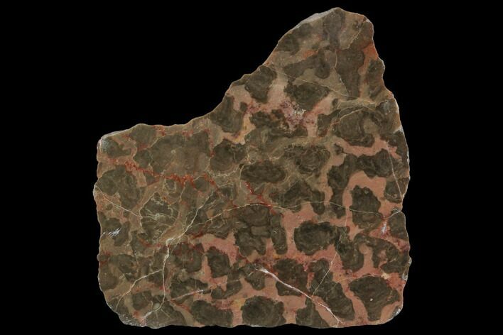 Polished Stromatolite (Inzeria) Slab - Million Years #129176